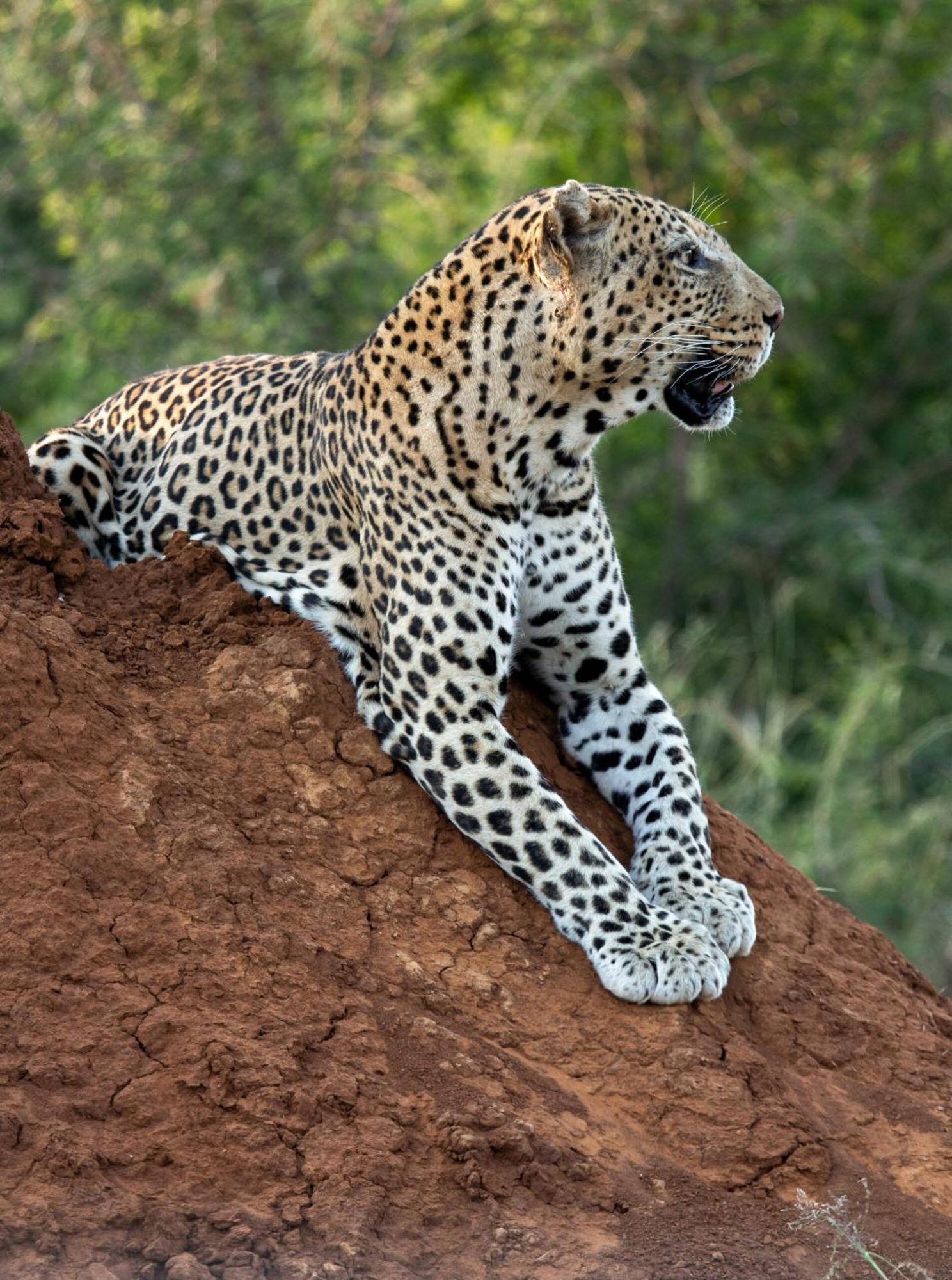 Tuningi Safari Lodge Madikwe Game Reserve Dış mekan fotoğraf