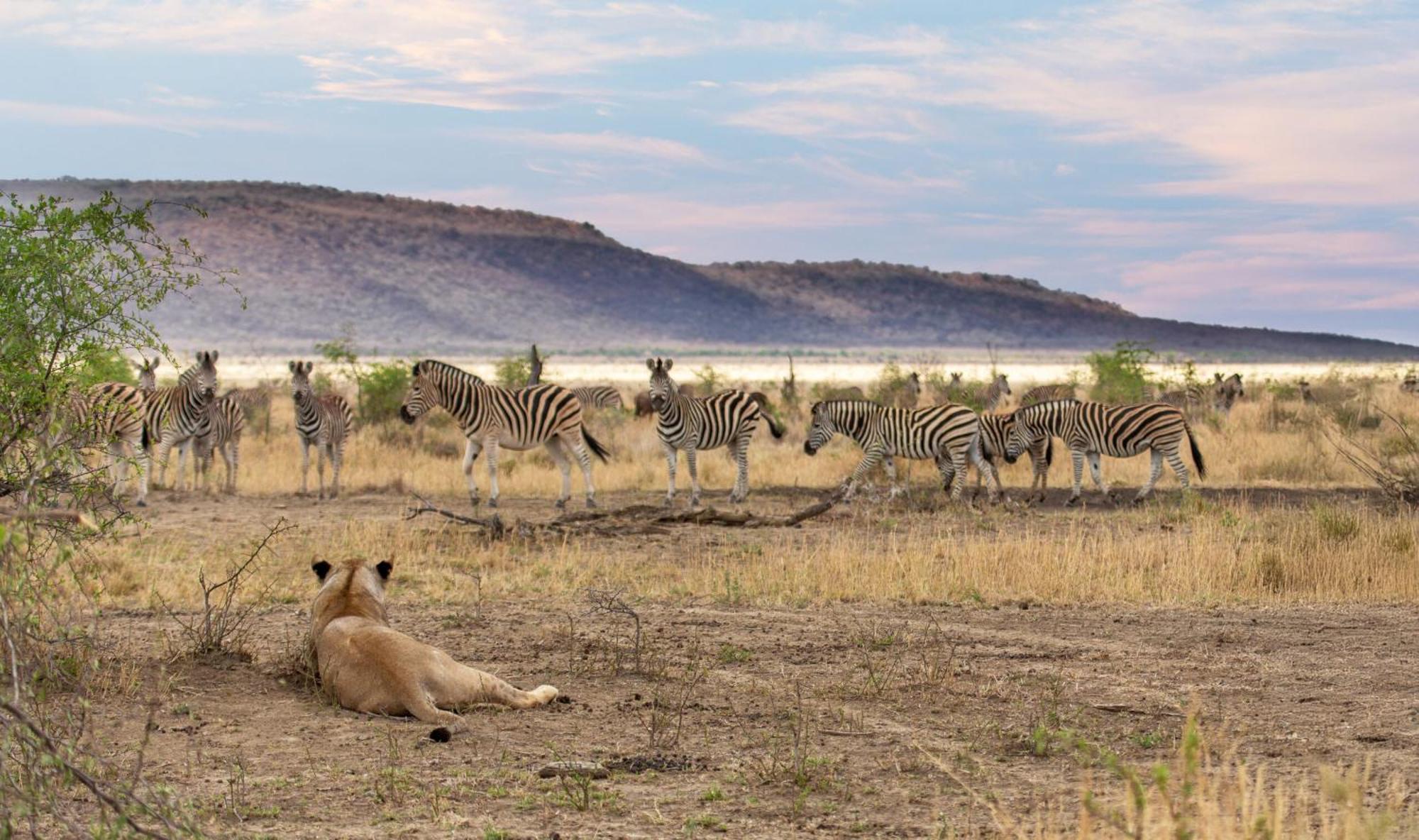Tuningi Safari Lodge Madikwe Game Reserve Dış mekan fotoğraf