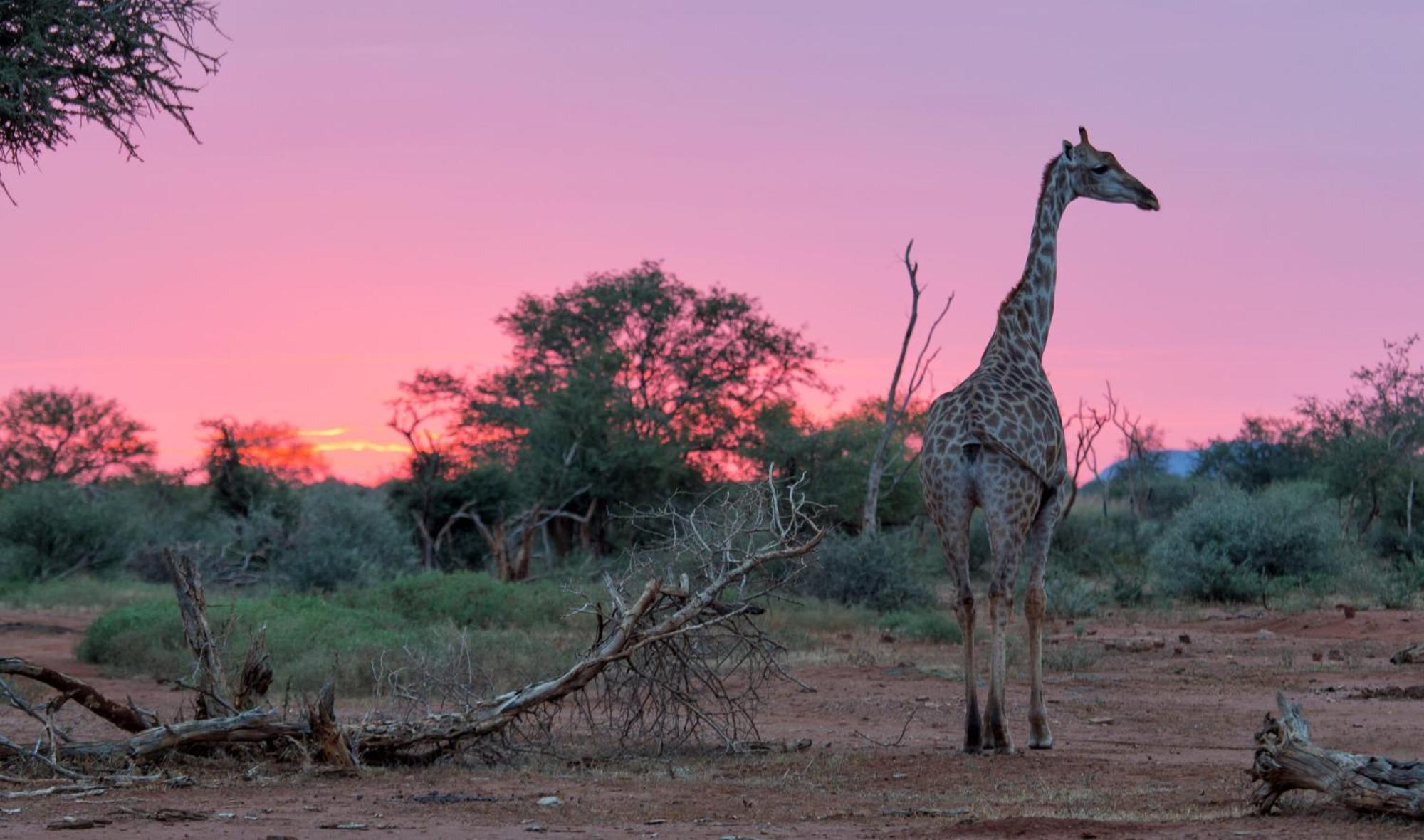 Tuningi Safari Lodge Madikwe Game Reserve Dış mekan fotoğraf