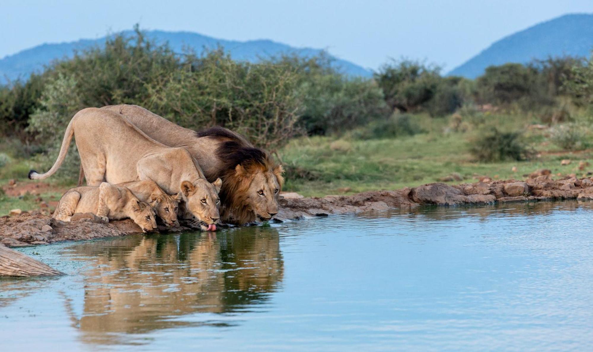 Tuningi Safari Lodge Madikwe Game Reserve Dış mekan fotoğraf
