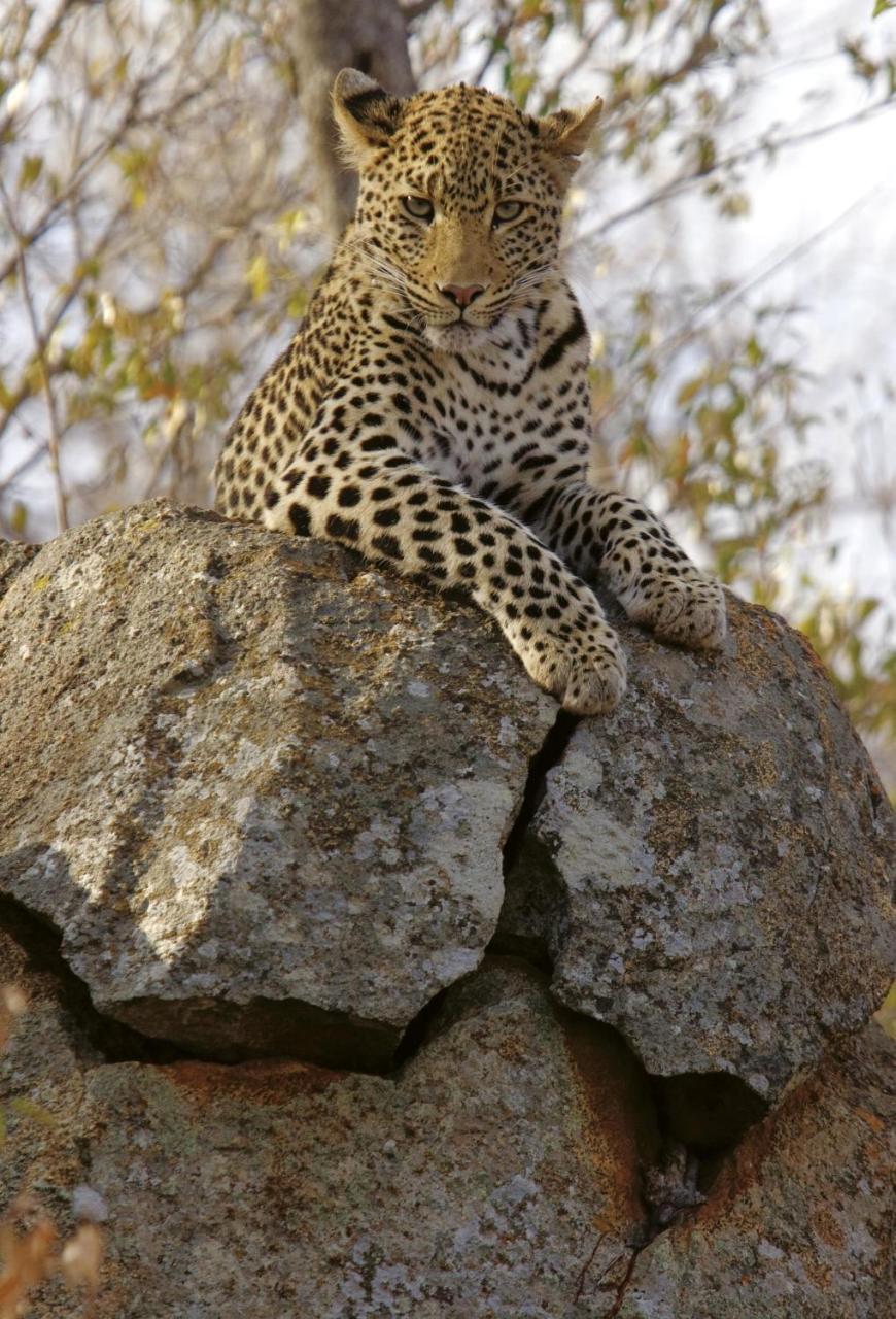 Tuningi Safari Lodge Madikwe Game Reserve Dış mekan fotoğraf