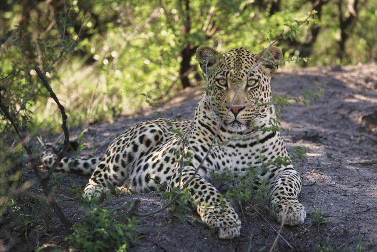 Tuningi Safari Lodge Madikwe Game Reserve Dış mekan fotoğraf