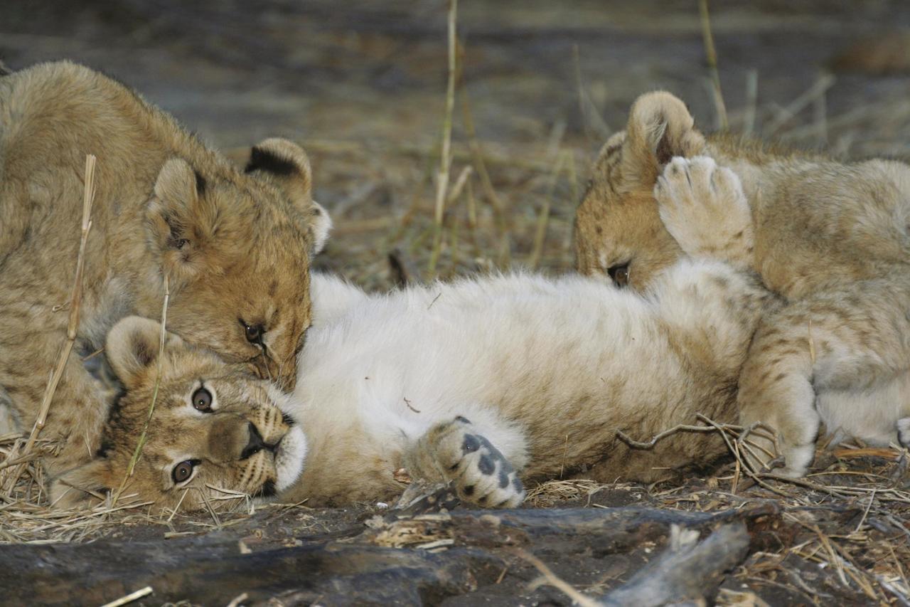 Tuningi Safari Lodge Madikwe Game Reserve Dış mekan fotoğraf