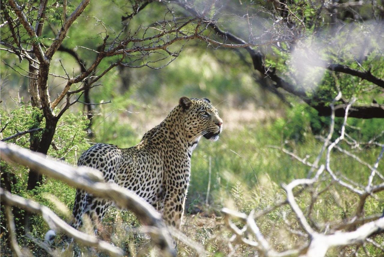 Tuningi Safari Lodge Madikwe Game Reserve Dış mekan fotoğraf