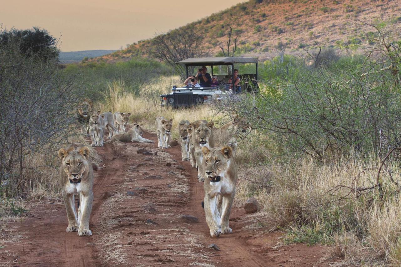 Tuningi Safari Lodge Madikwe Game Reserve Dış mekan fotoğraf
