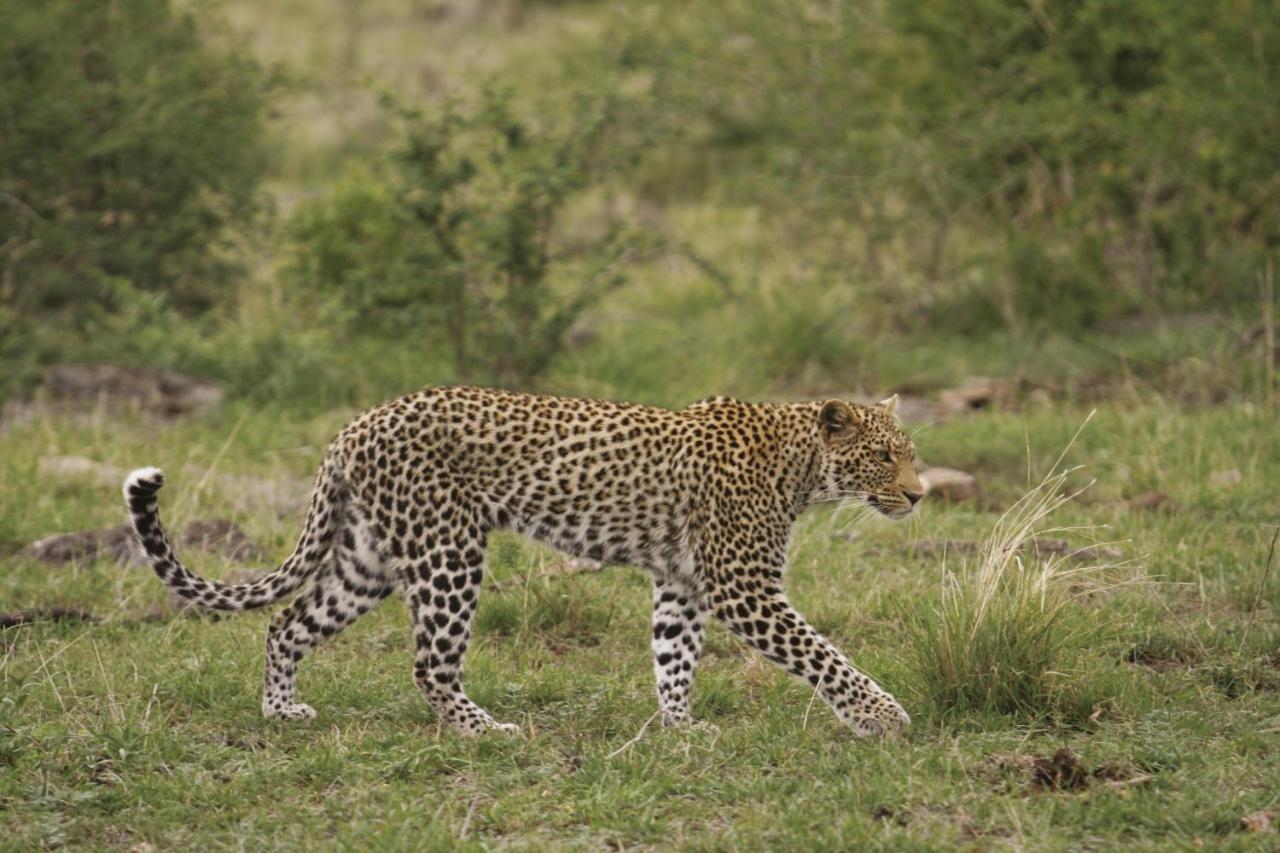 Tuningi Safari Lodge Madikwe Game Reserve Dış mekan fotoğraf